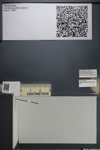 Media type: image;   Entomology 737996